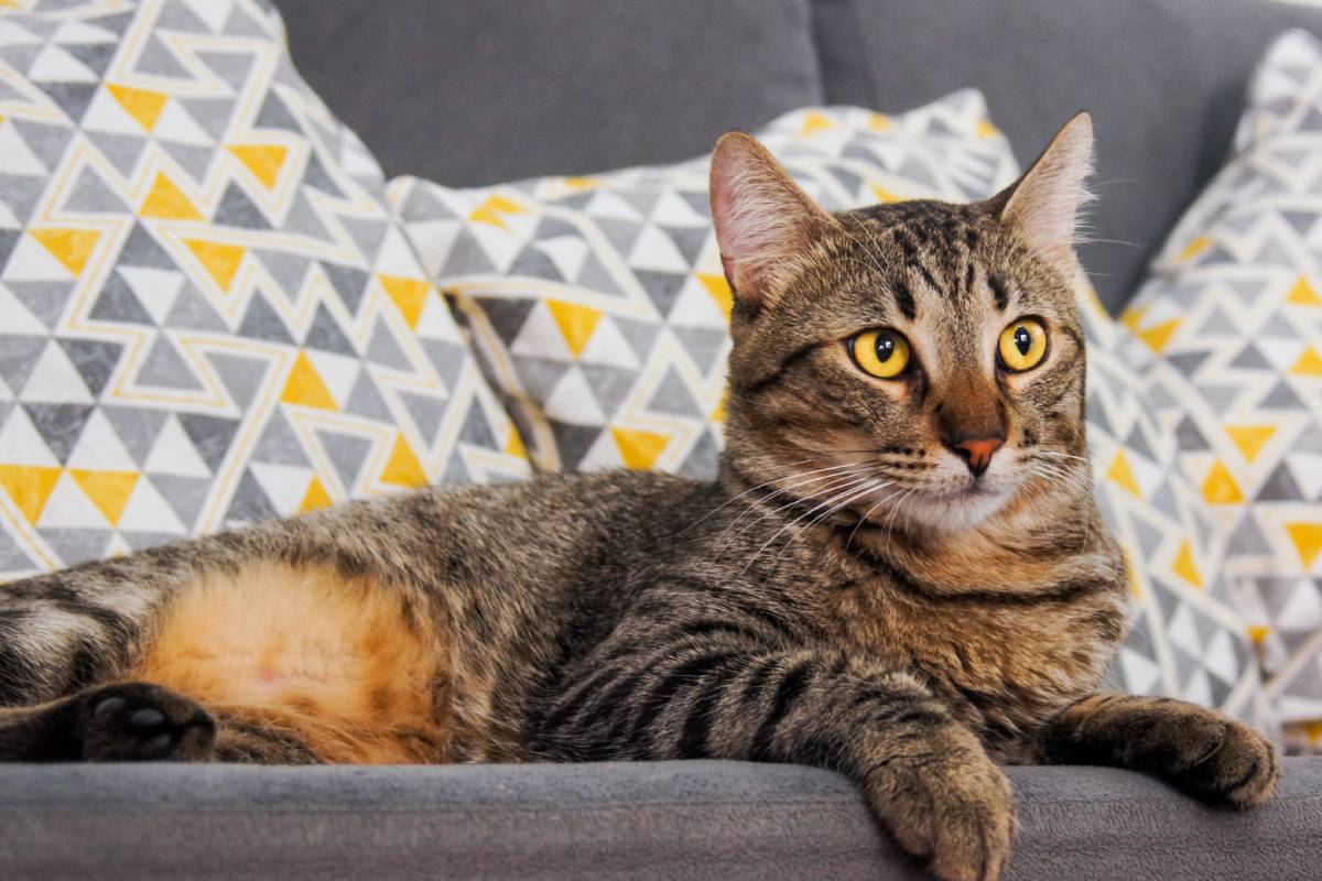 8 trucos para evitar que el gato arañe tu querido sofá